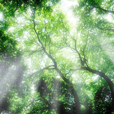 Sunlight streaming through trees, representing the healing process during trauma therapy